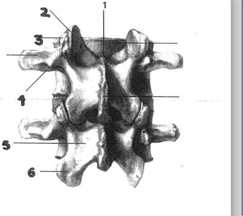 Lumbar Spine Diagram Quizlet