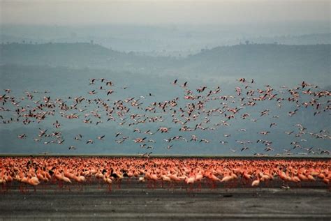 Premium Photo | Flamingos at Lake Nakuru