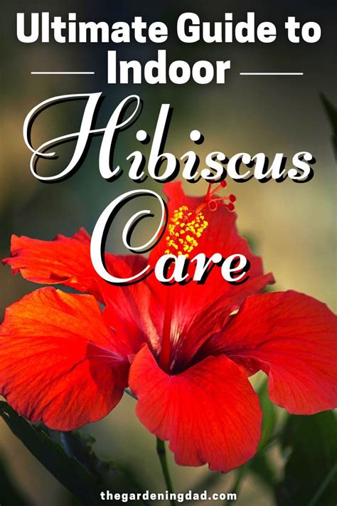 Ultimate Guide To Indoor Hibiscus Care Artofit