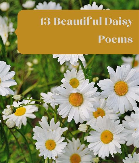 13 Beautiful Daisy Poems Aestheticpoems