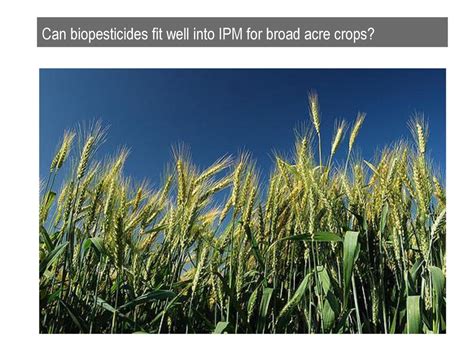 Ipm And Biopesticides Use In Arable Crops Ppt Download