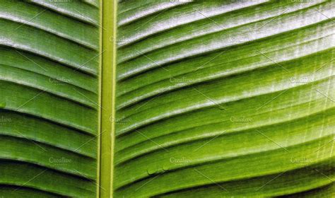 Tropical Leaf Background Containing Tropical Leaf And Texture High