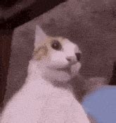 A Shocked Cat GIF - A Shocked Cat - Discover & Share GIFs