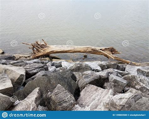 Large Wood Branch Or Tree On Rocks With River Stock Photo Image Of