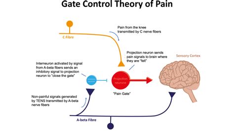 Diagram Of Neural Circut For Pain Spinal Gat Control Theory