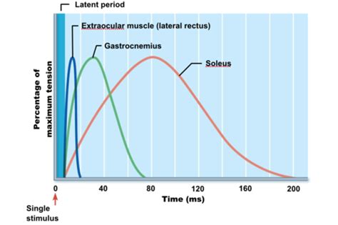 Bio Exam Muscle Twitch Wave Summation And Treppe Flashcards