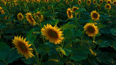 🔥 140 Field Of Sunflowers Wallpapers Wallpapersafari