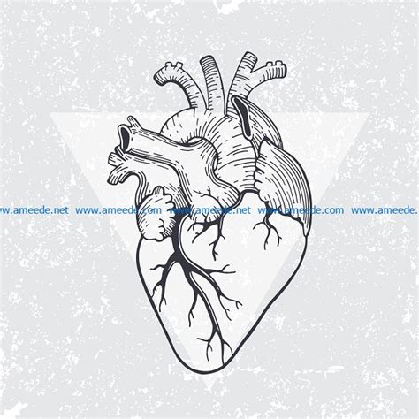 Free Anatomical Heart Vector