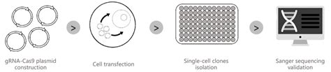 KO Cell Line Generation Vitro Biotech