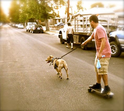 Top 93 Pictures Image Of A Dog On A Red Skateboard Updated