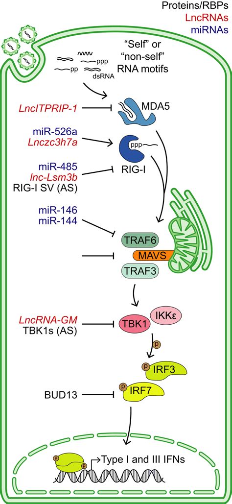 Of Rna Regulatory Mechanisms That Control Rigilike Receptor Rlr