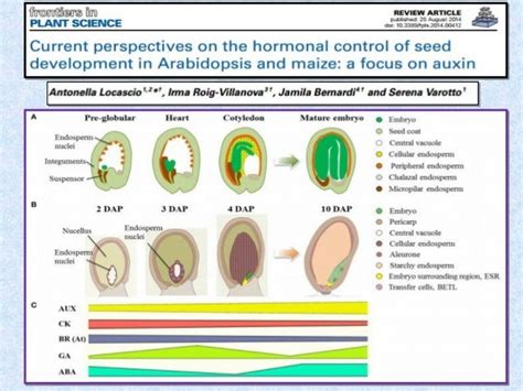 Seed Hormones