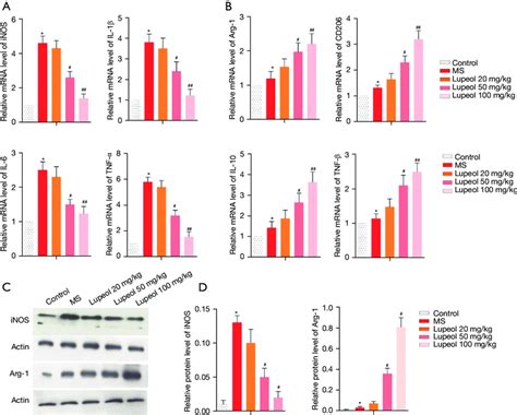 The Effects Of Lupeol On The Expression Levels Of M And M Markers