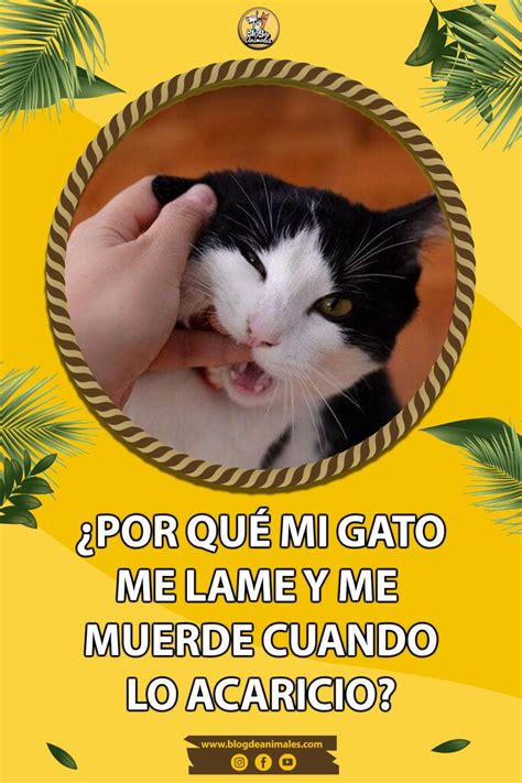 ¿por Qué Mi Gato Me Lame Y Me Muerde Cuando Lo Acaricio En 2024