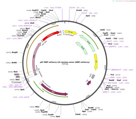 Addgene PET MBP MCherry LIC Cloning Vector MBP MCherry