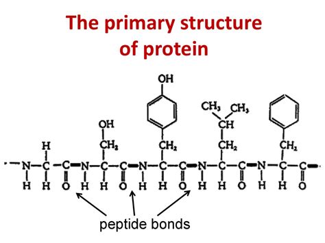 Primary Structure Of Protein