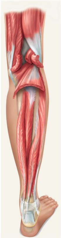 Muscles Acting On The Foot Deep Diagram Quizlet