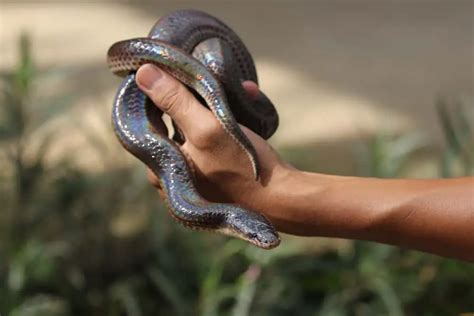 2 Types Of Sunbeam Snakes NatureNibble