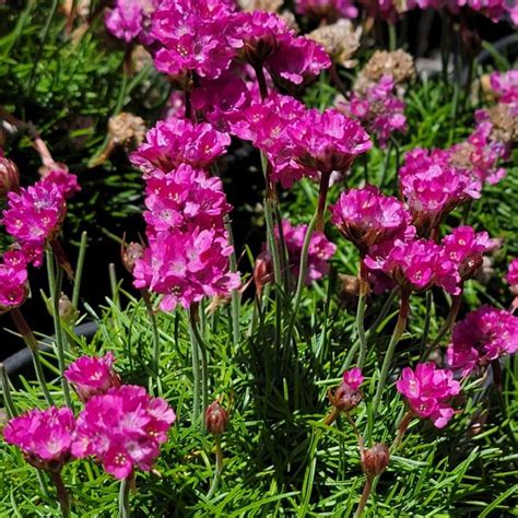 Armeria Maritima Alba Urban Tree Farm Nursery