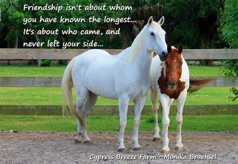 High Horse Quotes Funny Quotesgram