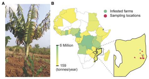 Fusarium Wilt Of Banana [image] Eurekalert Science News Releases