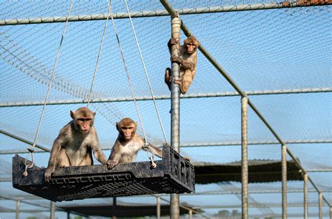 Rhesus Monkey Lab