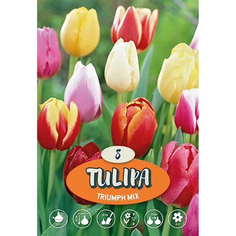 Triumph Tulpe Mix Kaufen Bei OBI