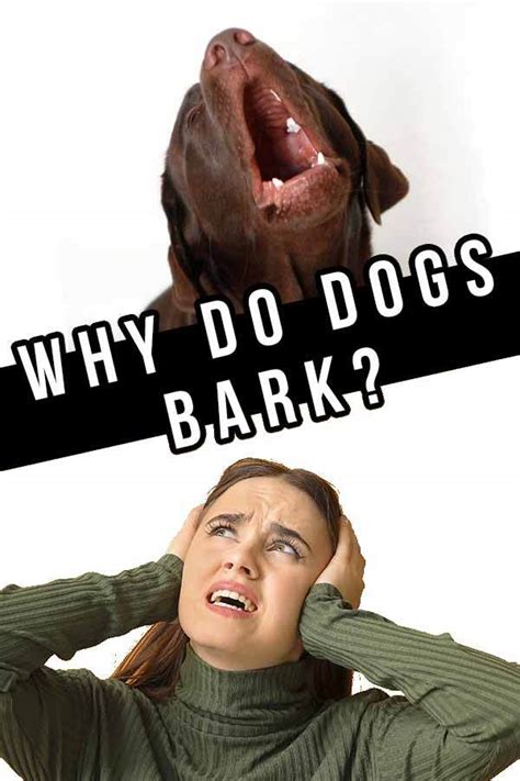 Why Do Dogs Bark Understanding How Your Dog Talks