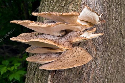 Tree Fungus — Stock Photo © jkunnen #2074213