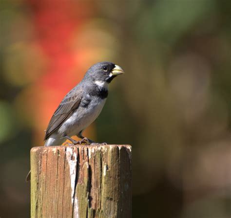 Corbatita N Aves De La Provincia De C Rdoba Argentina Inaturalist