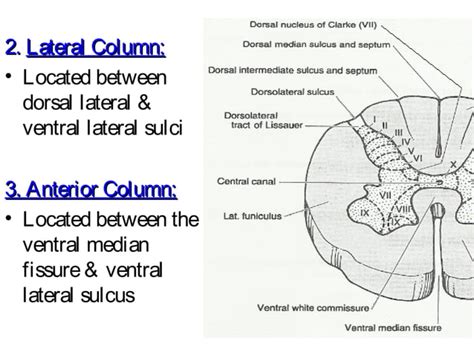 Ascending Descending Tracts Of The Spinal Cord Ppt