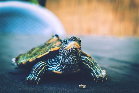 Tortuga Cáscara Reptil Foto gratis en Pixabay