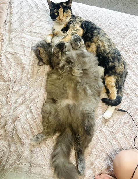 Fat Potato and Mom(Arya) : r/cats
