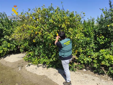 La Guardia Civil Desarticula Una Trama De Estafa A Agricultores De