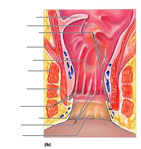 Digestive Rectum Anus Diagram Quizlet