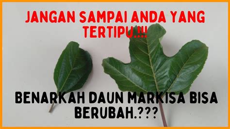 Perbedaan Dan Ciri Daun Markisa Benarkah Daun Markisa Bisa BERUBAH