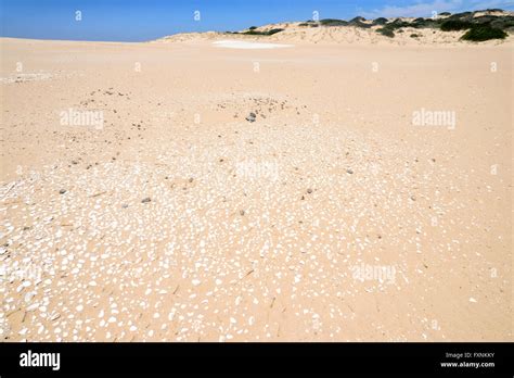 Aboriginal Midden Coorong National Park Fleurieu Peninsula South Australia Sa Australia