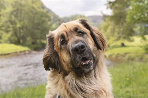 A Large Brown And Black Dog Standing In Front Of A River With Trees