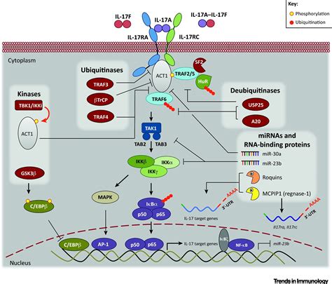 Il 17 Signaling The Yin And The Yang Trends In Immunology