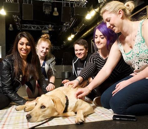 8 Colleges That Are Harnessing Puppy Power To Destress Their Students ...