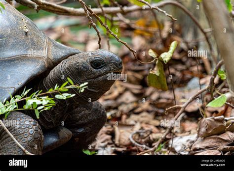 Mauritius Giant Land Turtle In Green Forest Setting Mauritian Native