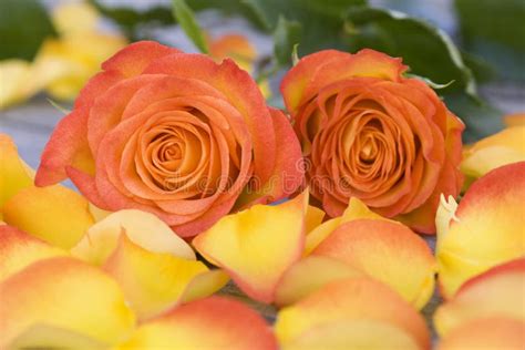 Beautiful Orange Roses With Petals Stock Photo Image Of Horizontal