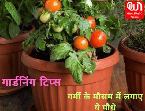 Gardening Tips अगर आपको गार्डनिंग का है शौक तो गर्मियों में अपने