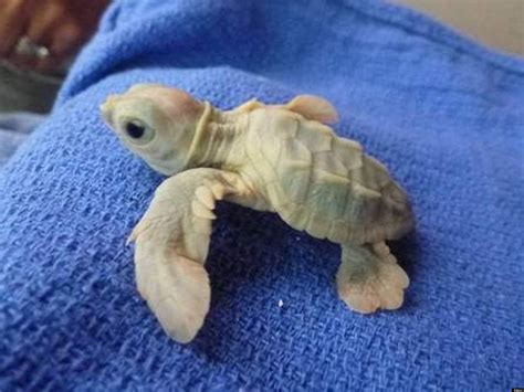 Rare Endangered Turtle Rescued Explore The Natural World Baby Sea