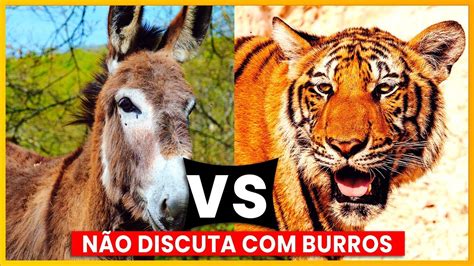 A F Bula Do Tigre E O Burro Reflex O Youtube