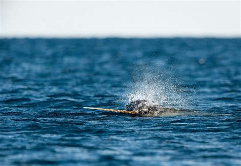 Narwhals Unicorns Of The Sea When Myth Meets Reality Articles By