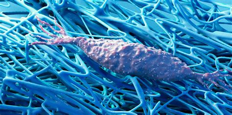 Wie sich Zellen und ihre Umgebung während des Wachstums beeinflussen