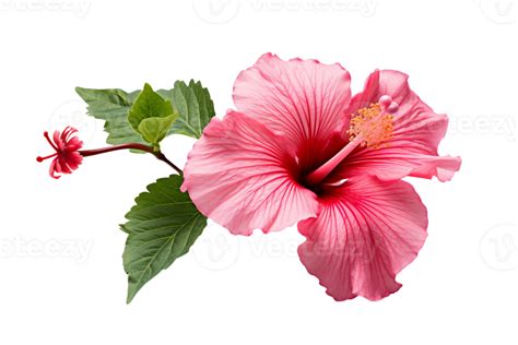 Ai Generated Hibiscus With Transparent Background Png