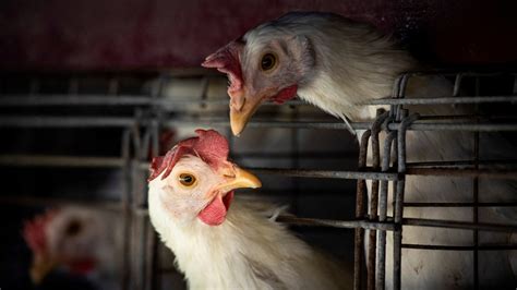 Bird Flu Detected In 2 Poultry Workers In Uk World News Hindustan Times