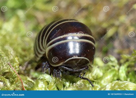 Rounded Common European Species of Pill Millipede Stock Image - Image of garden, crustacean ...